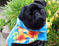 Colorado Pugs